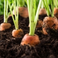 Mrkev Daucus Carota 2