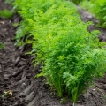 Semena mrkve Daucus carota (Umbelliferae) 2