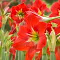 Amarylka Amaryllis aulicum 2