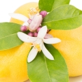 Citronový květ Citrus limon 2