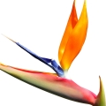 Strelície Strelitziaceae, Strelitzia Reginae 2