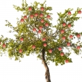 Jabloň Malus domestica 2