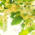 Lipový květ Tilia, family Tiliaceae 2