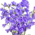 Zvonek Campanula 2