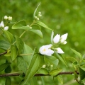 Karo-Karounde Leptactina Senegambica 2