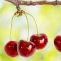 Třešeň family Rosaceae, genus Prunus 2