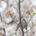 Třešňový květ family Rosaceae, genus Prunus 2