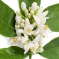 Petitgrain Citrus aurantium ssp. amara 2