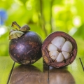 Mangostan Garcinia Mangostana 2