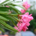 Nerium Oleander Nerium Oleander 2