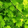 Javor Sapindaceae 2