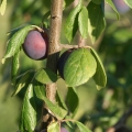 Slivoň Prunus domestica 2