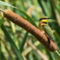 Rákos Typha 2