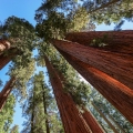 Sekvoje Sequoia Sempervirens 2