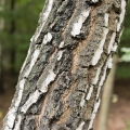 Bříza Betula, family Betulaceae 2