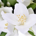 Šeřík Philadelphus 2