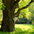 Dub Quercus  2