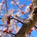 Mandloň Prunus dulcis 2