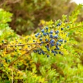 Myrta Myrtus 2