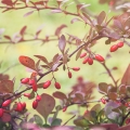 Dřišťál Berberis Vulgaris 2