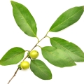 Ebenový strom Diospyros Ebenum 2
