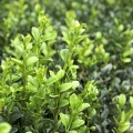 Zimostráz Buxaceae 2