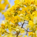Siam Siamese cassia 2
