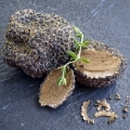 Lanýž Tuberaceae 2