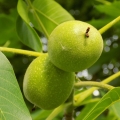 Vlašský ořech Genus: Juglans 2