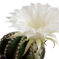 Noční kvetoucí cereus (kaktus) Peniocereus Greggii 2
