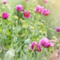 Opium Papaver somniferum 2