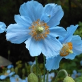 Modrý mák Meconopsis 2