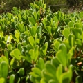 Medvědice Arctostaphylos 2