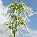 Bílý tabák  Nicotiana Suaveolens 2