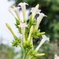 Tabákový květ Nicotiana Alata 2