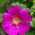 Růže svraskalá Rosa rugosa 2