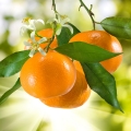 Mandarinkový květ Citrus Tangerina 2