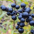Ptačí zob Ligustrum 2