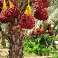 Datle Phoenix dactylifera 2