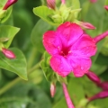 Nocenka Mirabilis 2