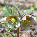 Květ čemeřice Helleborus odorus 2