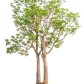 Azadirachta indická Azadirachta indica 2
