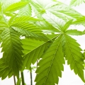 Konopí Cannabis 2