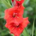 Mečík gladiolus 2