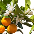 Květ mandarinky Cītrus Reticulāta 2