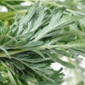 Pelyněk Artemisia Absinthium 2