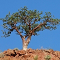 Opoponax Commiphora Erythraea 2