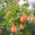 Hrušeň Pyrus 2
