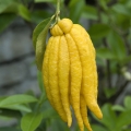 Citrón Citrus medica 2