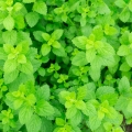 Citronový balzám Melissa officinalis 2